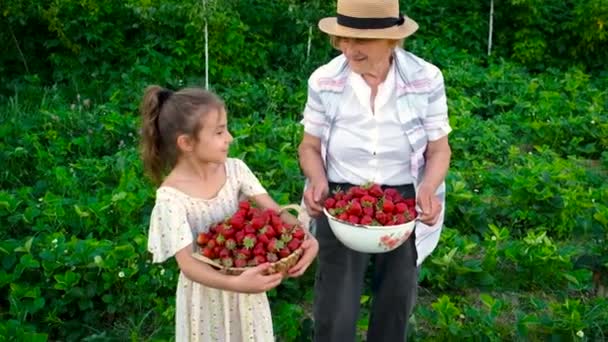 La grand-mère et l'enfant récoltent les fraises dans le jardin. Concentration sélective. — Video