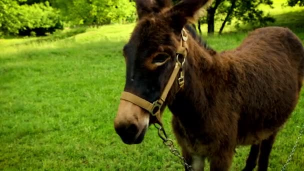 The donkey grazes in the meadow. Selective focus. — Stock Video