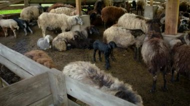 Sürü çiftliğindeki koyunlar. Seçici odak.