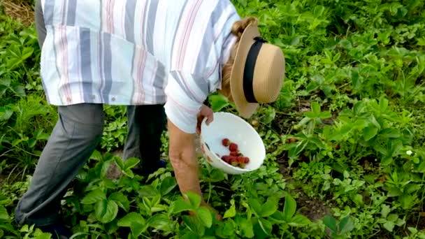 おばあちゃんは庭で自家製イチゴを収穫します。選択的焦点. — ストック動画