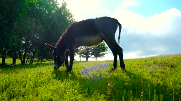 De ezel graast in het weiland. Selectieve focus. — Stockvideo