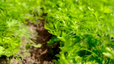 Bahçe dereotunda ve maydanozda sebzeler yetişir. Seçici odak.