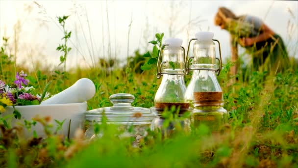 Una mujer recoge flores medicinales y hierbas en el campo. Enfoque selectivo. — Vídeos de Stock