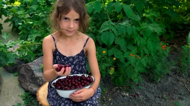 Дитина їсть вишні в саду. Вибірковий фокус . — стокове відео