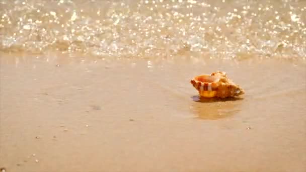 Kagyló a tengerparton. Szelektív fókusz. — Stock videók