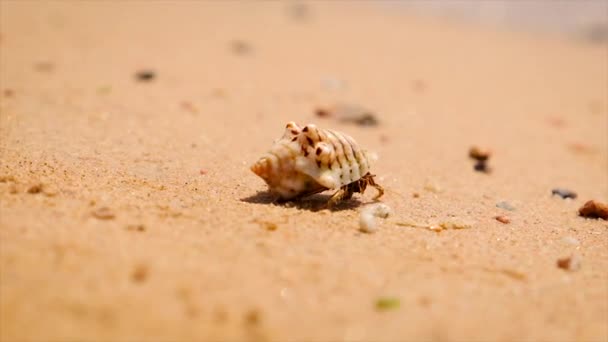 Hermit crabs on the seashore. Selective focus. — Stock Video