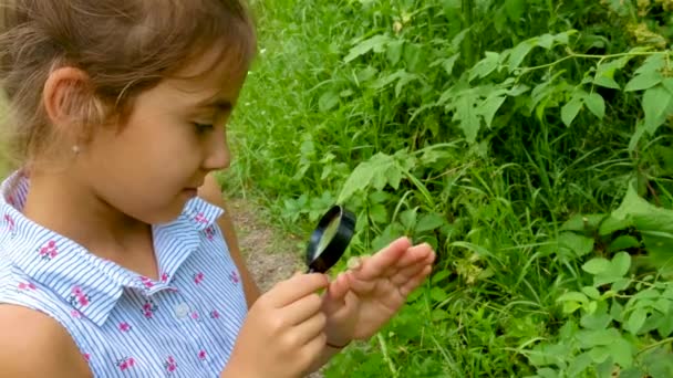 L'enfant regarde l'escargot à travers une loupe. Concentration sélective. — Video