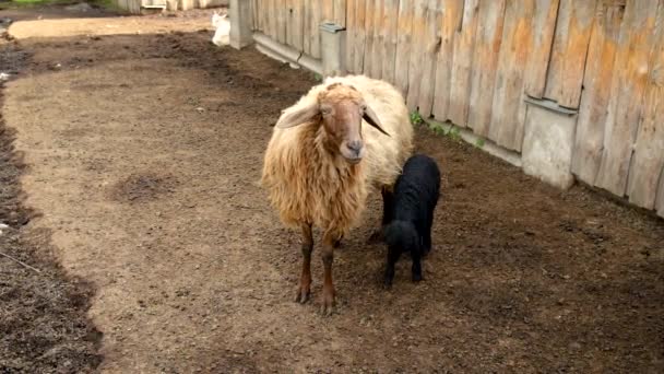 Des moutons dans une ferme d'élevage. Concentration sélective. — Video