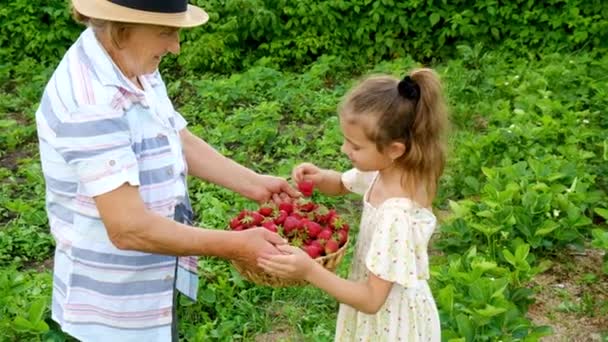 Großmutter und Kind ernten Erdbeeren im Garten. Selektiver Fokus. — Stockvideo