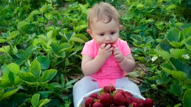 Baby eet aardbeien in de tuin. Selectieve focus. — Stockvideo