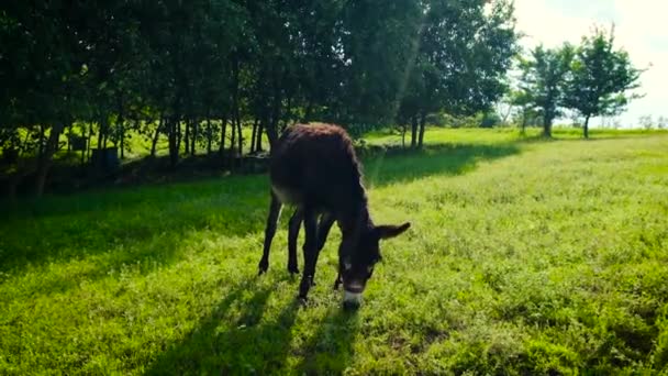 The donkey grazes in the meadow. Selective focus. — Stock Video