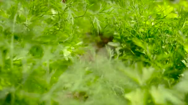 In de tuin groeien dille en peterselie. Selectieve focus. — Stockvideo
