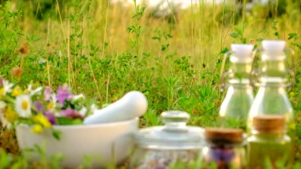 Medicinal flowers and herbs on the field. Selective focus. — Stock Video