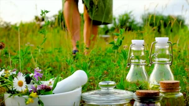 Een vrouw verzamelt geneeskrachtige bloemen en kruiden op het veld. Selectieve focus. — Stockvideo