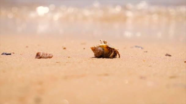 Des crabes ermites au bord de la mer. Concentration sélective. — Video