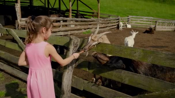 Het kind voedt de geiten op de boerderij kudde. Selectieve focus. — Stockvideo