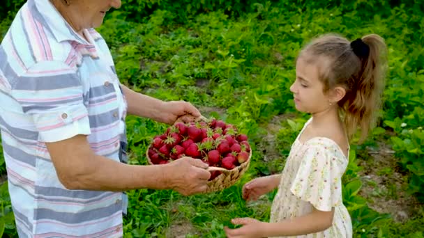 De grootmoeder en het kind oogsten aardbeien in de tuin. Selectieve focus. — Stockvideo