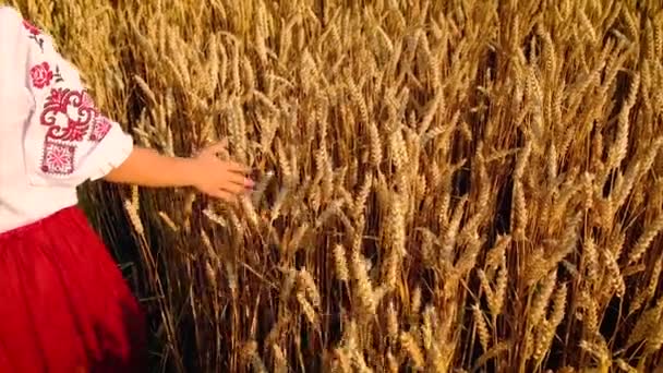 Anak di ladang gandum konsep untuk Ukraina hari kemerdekaan. Fokus selektif. — Stok Video