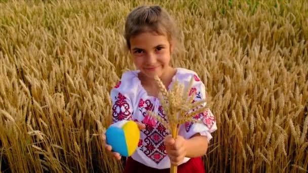 Barn i vete fält koncept för Ukraina självständighetsdagen. Selektiv inriktning. — Stockvideo
