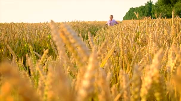 Niño en concepto de campo de trigo para el día de la independencia de Ucrania. Enfoque selectivo. — Vídeos de Stock