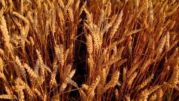 Criança no conceito de campo de trigo para o dia da independência da Ucrânia. Foco seletivo. — Vídeo de Stock