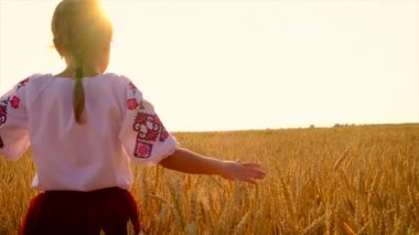 Ukrayna 'nın bağımsızlık günü için buğday tarlası konsepti. Seçici odak.