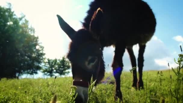 De ezel graast in het weiland. Selectieve focus. — Stockvideo