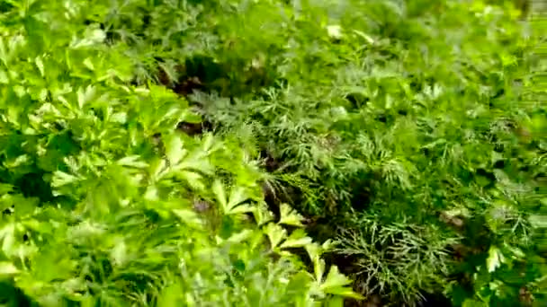 Zelení rostou v zahradním kopru a petrželi. Selektivní zaměření. — Stock video