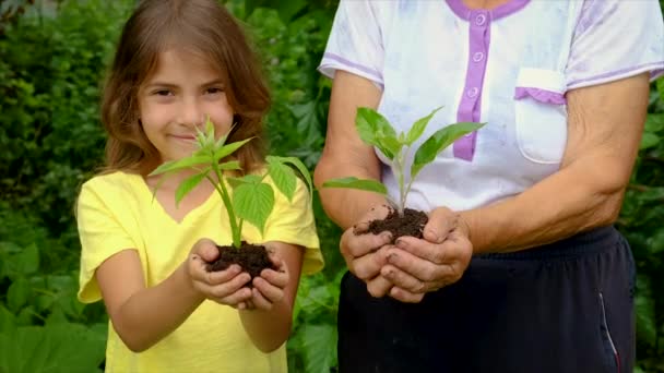 The child and grandmother are planting trees in the garden. Selective focus. — Stock Video