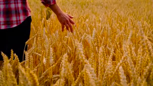 Wheat in the hands of a man on the field. Selective focus. — Stock Video