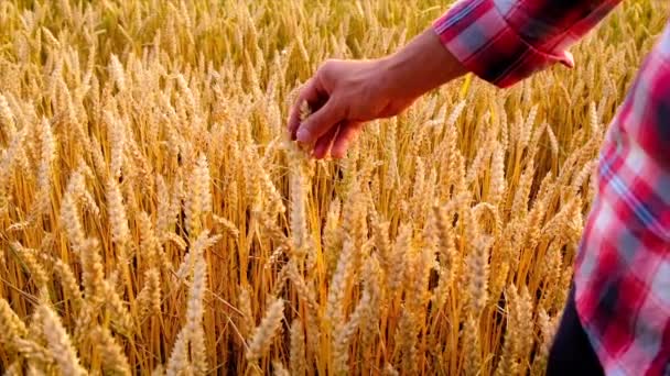 Trigo en manos de un hombre en el campo. Enfoque selectivo. — Vídeos de Stock