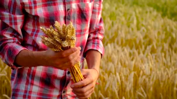 Tarwe in de handen van een man op het veld. Selectieve focus. — Stockvideo