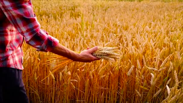 Weizen in den Händen eines Mannes auf dem Feld. Selektiver Fokus. — Stockvideo