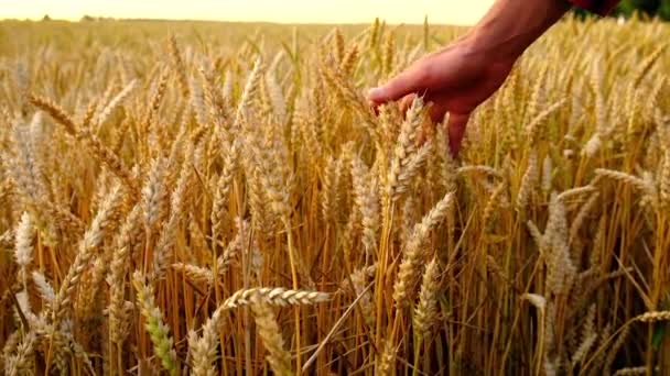 Pšenice v rukou muže na hřišti. Selektivní zaměření. — Stock video