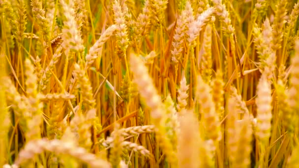 Пшеничное поле спелой пшеницы желтого цвета. Селективный фокус. — стоковое видео