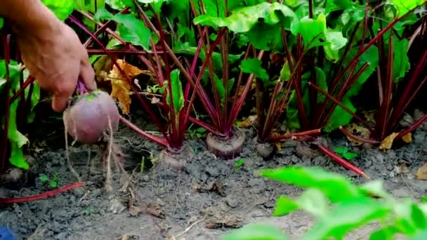 Oogstbieten in de tuin in handen van een mannelijke boer. Selectieve focus. — Stockvideo