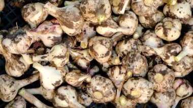 Bahçede sarımsak hasat et. Seçici odak.