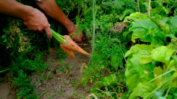 Wortelen oogsten in de tuin in de handen van een mannelijke boer. Selectieve focus. — Stockvideo