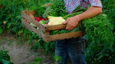 Bahçedeki sebzeleri erkek bir çiftçinin ellerinde hasat et. Seçici odak.