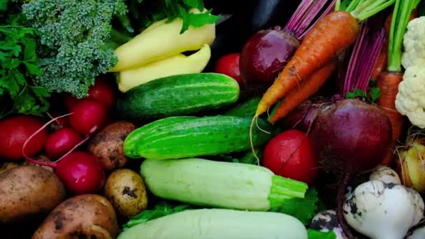 Zöldségeket szüretelni a kertben egy férfi farmer kezében. Szelektív fókusz. — Stock videók