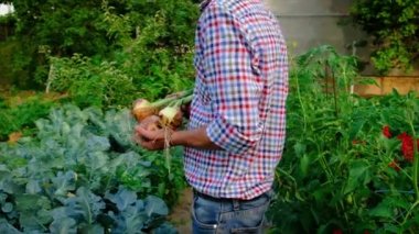 Bahçedeki sebzeleri erkek bir çiftçinin ellerinde hasat et. Seçici odak.