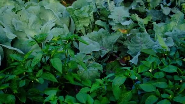 Sklizeň zeleniny v zahradě v rukou mužského farmáře. Selektivní zaměření. — Stock video