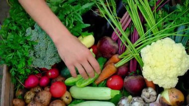 Bahçedeki sebzeleri erkek bir çiftçinin ellerinde hasat et. Seçici odak.