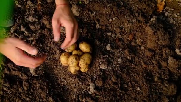 Zbieraj ziemniaki w ogrodzie w dłoniach. Skupienie selektywne. — Wideo stockowe