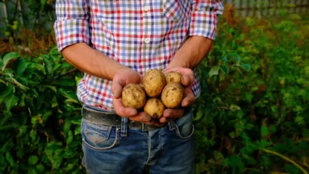 Sklizeň brambor na zahradě v rukách. Selektivní zaměření. — Stock video