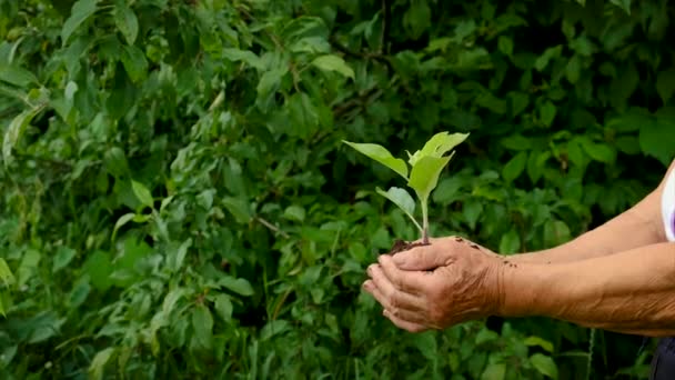 L'enfant et sa grand-mère plantent des arbres dans le jardin. Concentration sélective. — Video