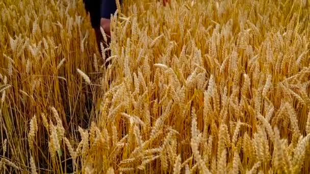 Trigo en manos de un hombre en el campo. Enfoque selectivo. — Vídeos de Stock