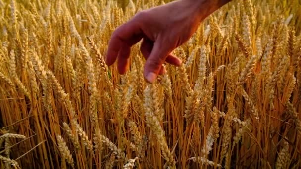 Пшеница в руках человека на поле. Селективный фокус. — стоковое видео