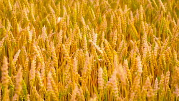 Пшеничное поле спелой пшеницы желтого цвета. Селективный фокус. — стоковое видео