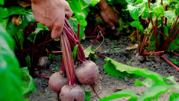 Oogstbieten in de tuin in handen van een mannelijke boer. Selectieve focus. — Stockvideo